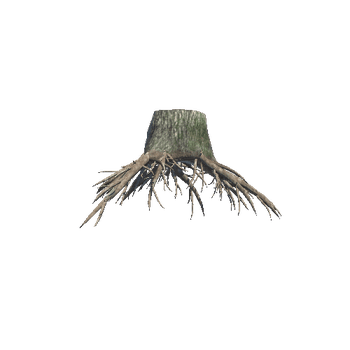 Stump With Roots